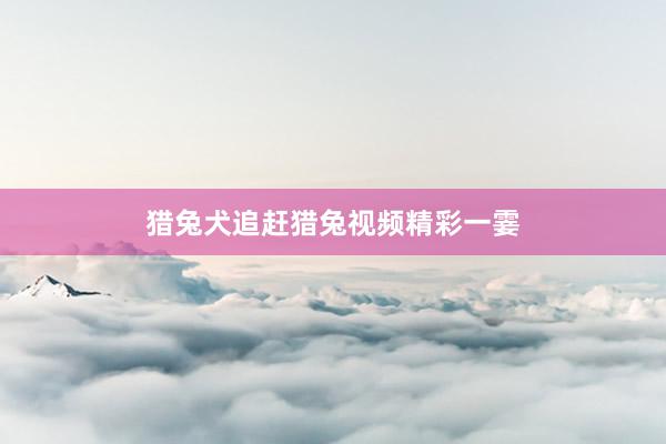 猎兔犬追赶猎兔视频精彩一霎